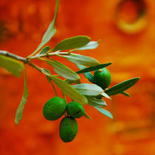 Olive oil