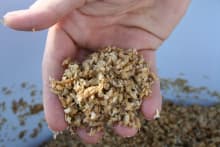 Spent Grain