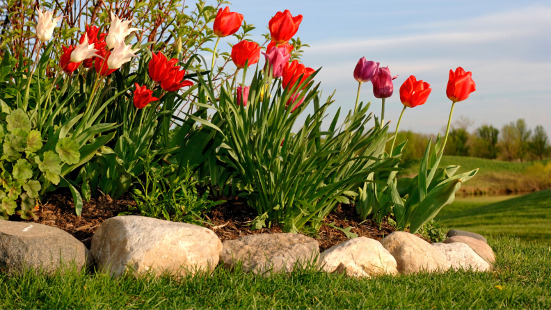 Tulip garden at the edge of a lawn