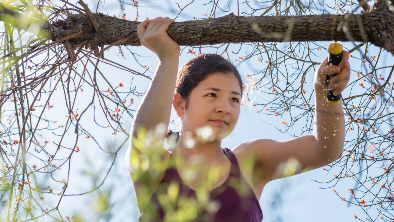 Person using shears to cut off weak limbs from a tree