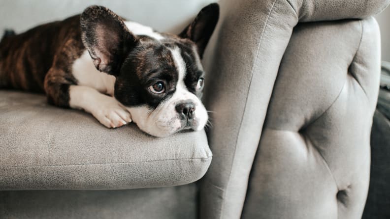 Brown and white french bull dog on couch.
