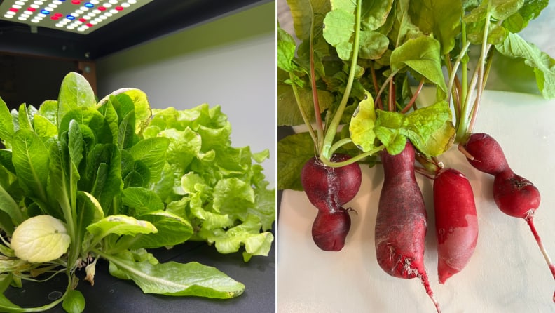 Left: abundant lettuce plants growing in Rise Garden. Right: home grown radishes on a countertop
