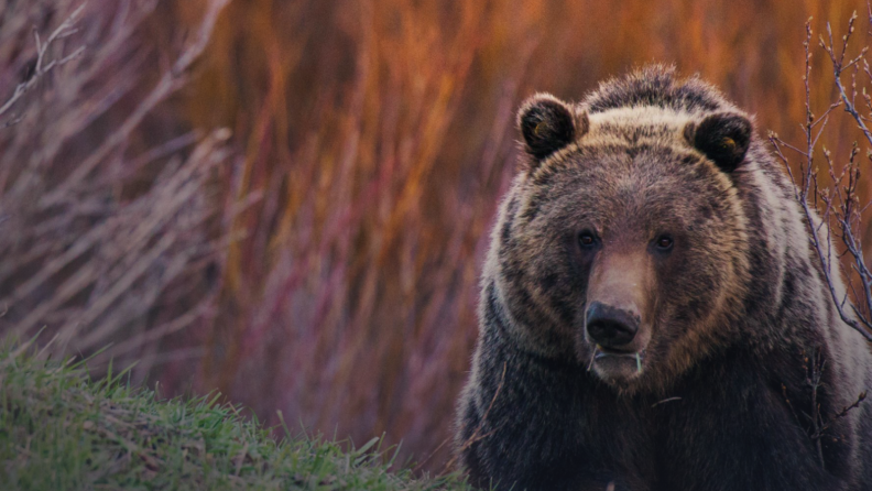 A brown bear walks through the rocky park.