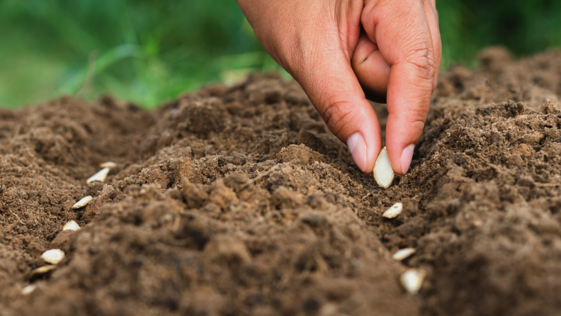 Planting pumpkin seeds in the dirt