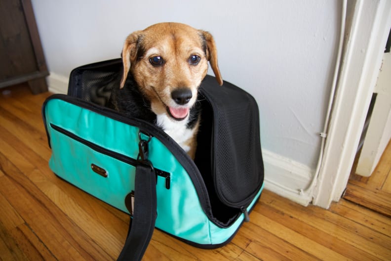 sleepypod air pet carrier