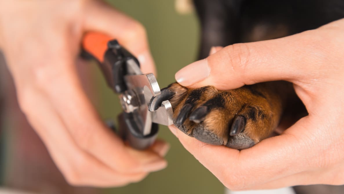 We tested and reviewed the best dog nail clippers
