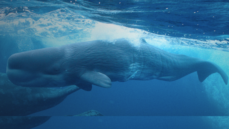 A whale swims underwater.