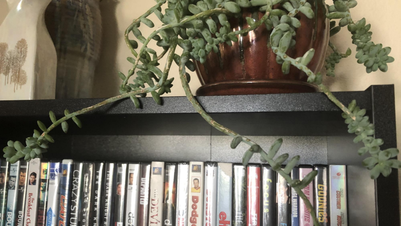 Burro's tail plant.