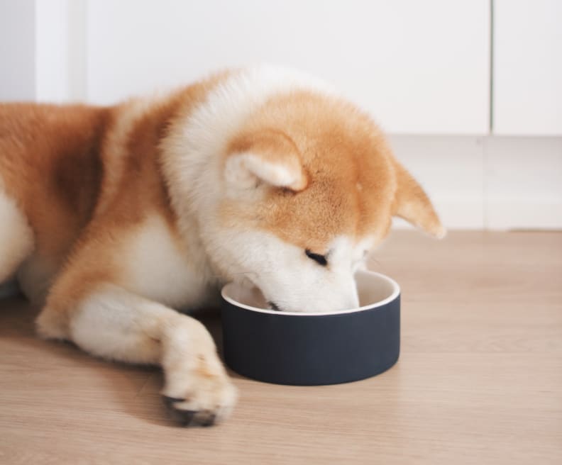 Magisso Happy Pet Bowl