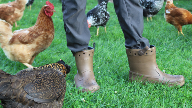 Man wearing Croots in a field of chickens