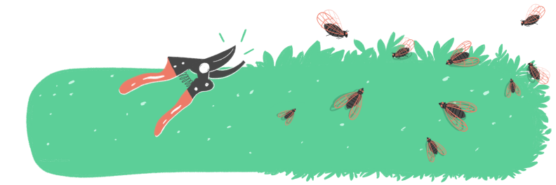 Illustration of pruning shears next to a bush with cicadas flying around