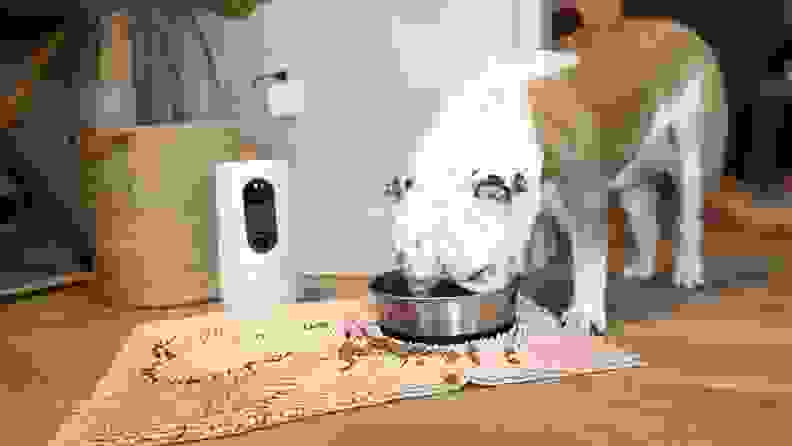 An English bulldog eating food from a bowl next to the Eufy Pet Dog Camera D605.