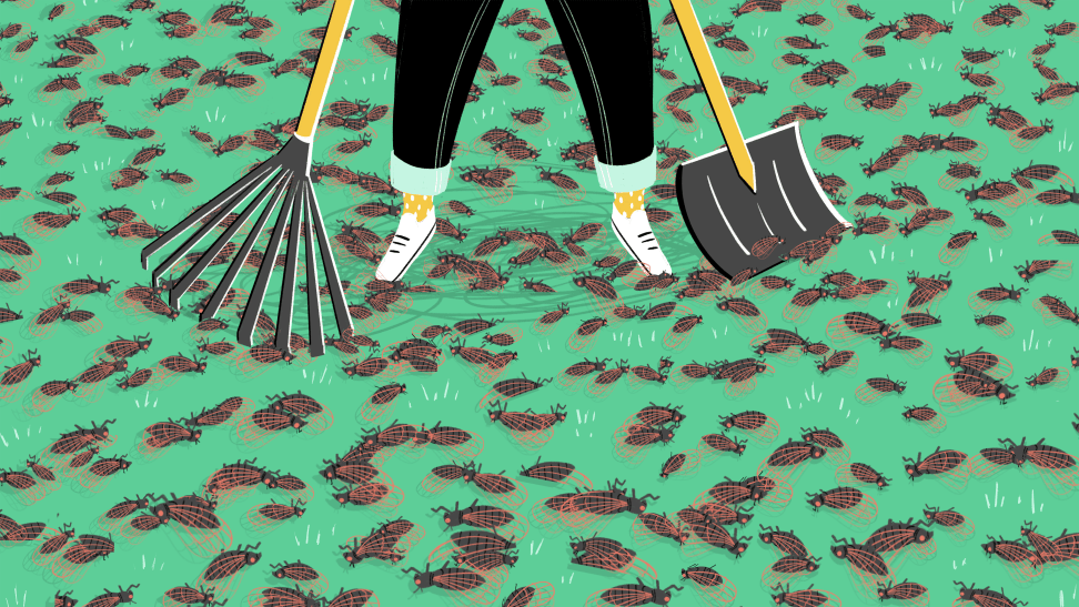 Illustration of person cleaning up dead cicadas with a rake and snow shovel