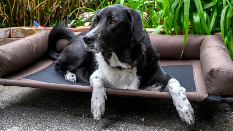 The Best Dog Beds Of 2020 Reviewed Home Garden