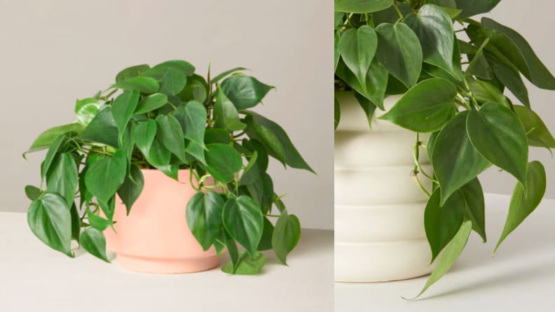 This plant is easy to keep alive—even if you have a brown thumb.