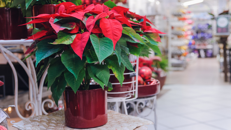 Poinsettia in a plant store