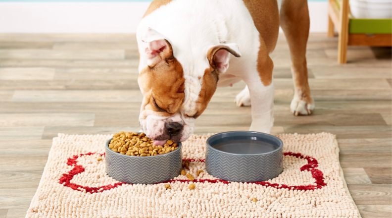 A dog eats from a food bowl on top of a microfiber dog bowl mat.