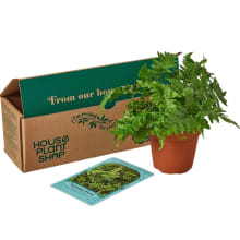 Product image of House Plant Box