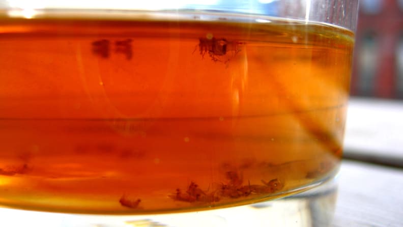 Trap fruit flies in cider vinegar