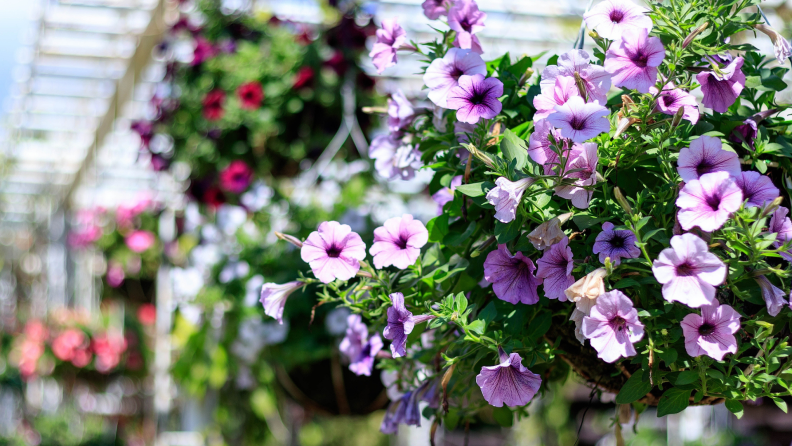 Purple petunia flowers in hanging pot