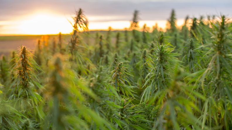 view of hemp field with tall plants and sunshine