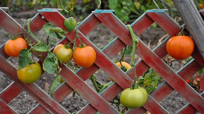 tomatoes on trellis