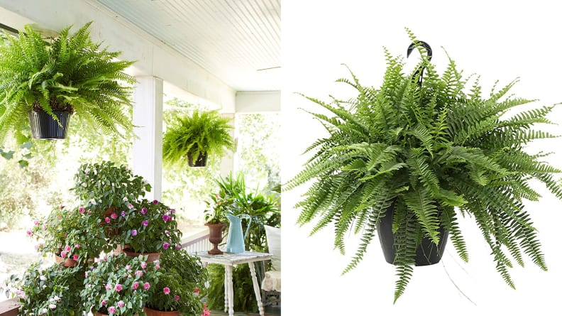 13 Of The Best Places To Buy Live Plants Online