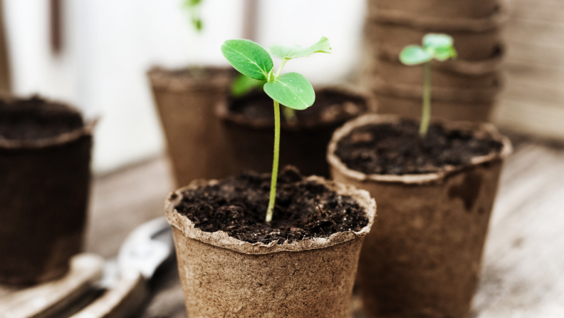 Seedlings ready to be planted