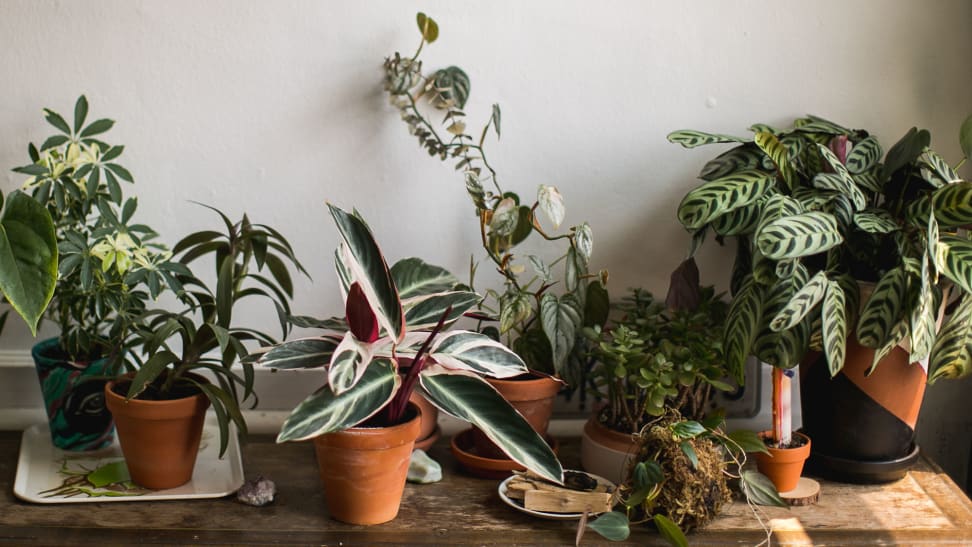 The 10 most popular plants on Amazon that you can’t kill