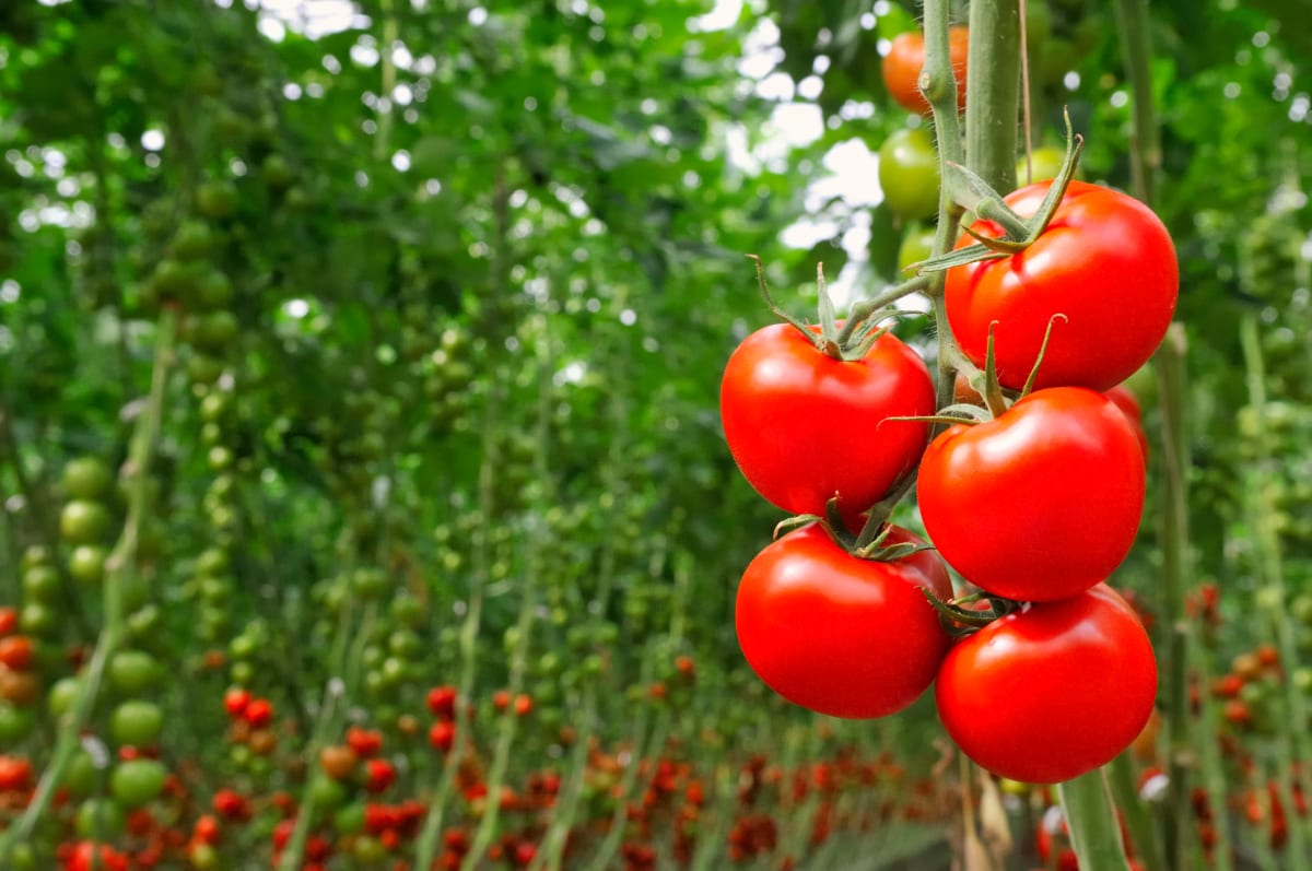 10 recipes you need to make because tomato season is finally here Cooking