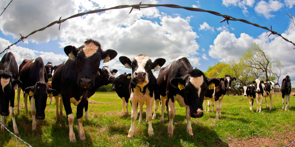 Herd of Cows