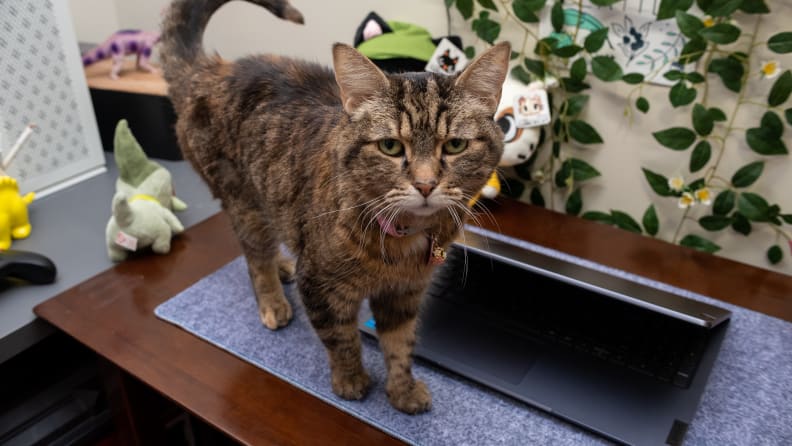 A cat walks around a Lenovo Ideapad Gaming Chromebook.