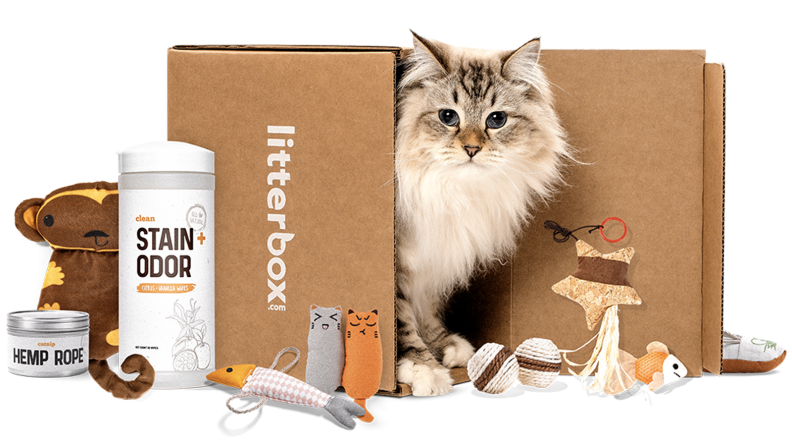 A cat standing inside a cardboard box surrounded by products