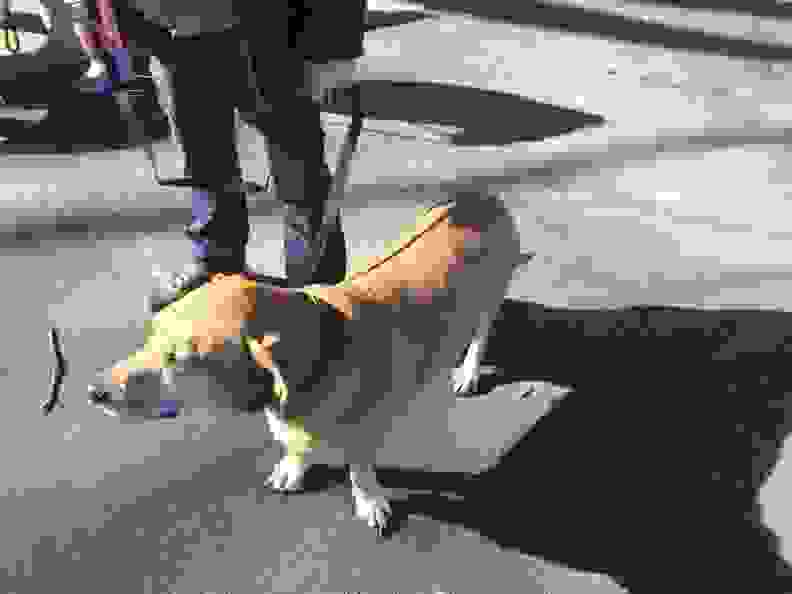 Max and Neo Reflective Nylon Dog Leash