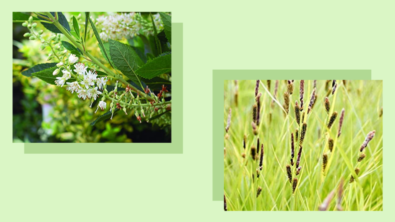 Two images of green spider plant and grass.