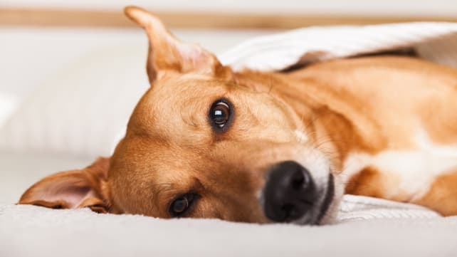 Sleeping_with_top_sheet