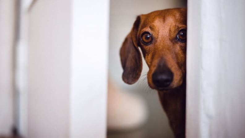 A small wiener dog pokes its head out from behind a white wall and door