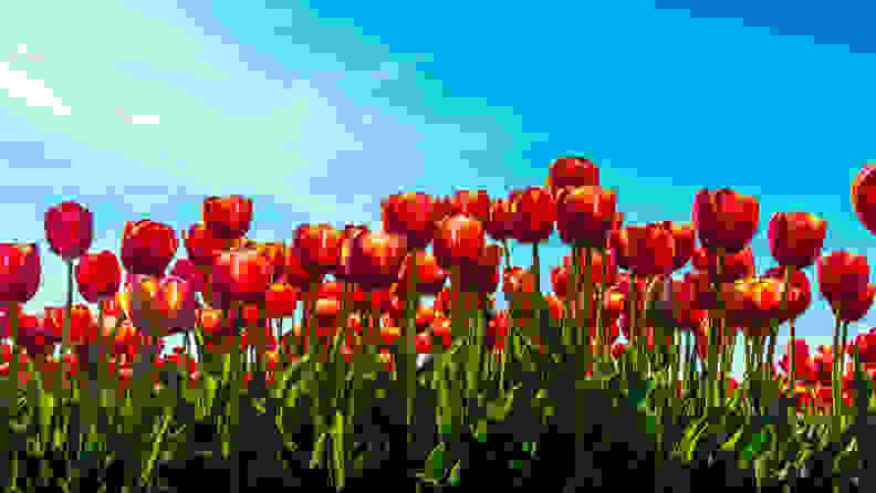 red tulips in flower field, focus on the foreground, one of the toxic plants for cats and dogs.