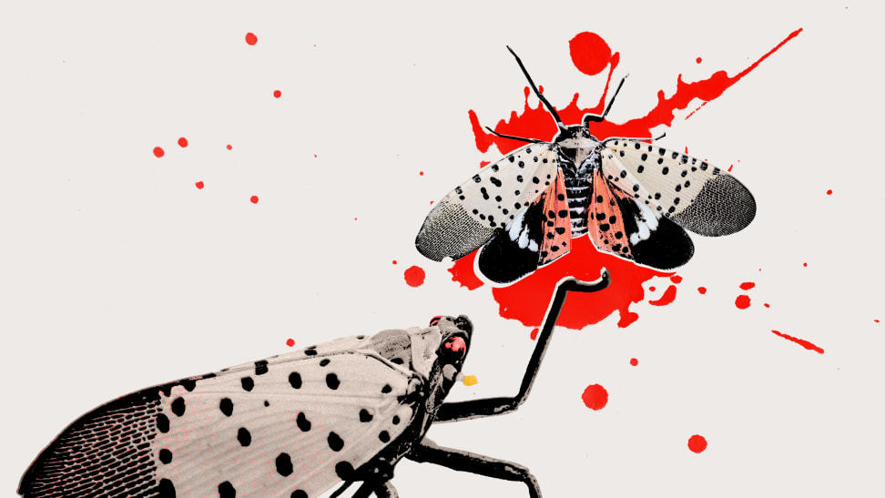 In this illustration, one spotted lanternfly points at the squished body of another one.