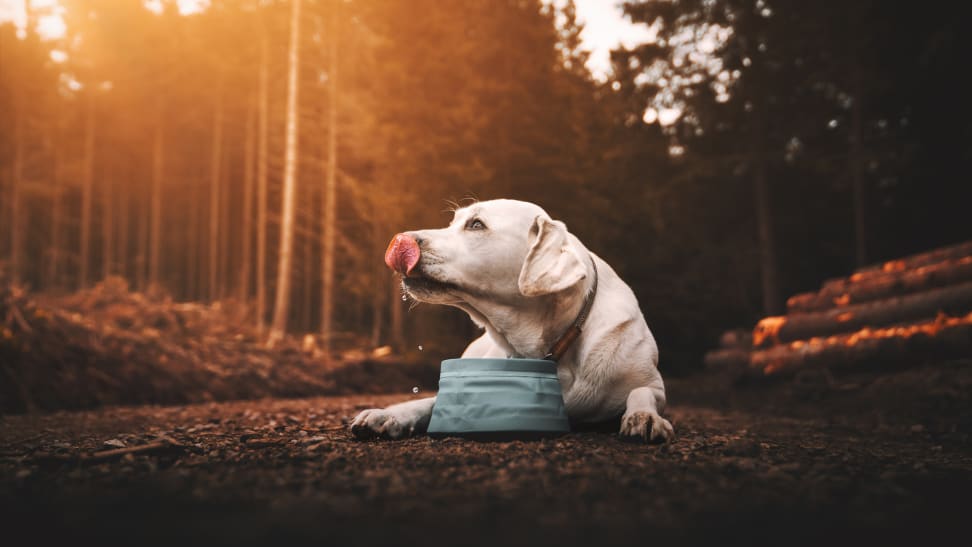 The Best Travel Dog Bowls