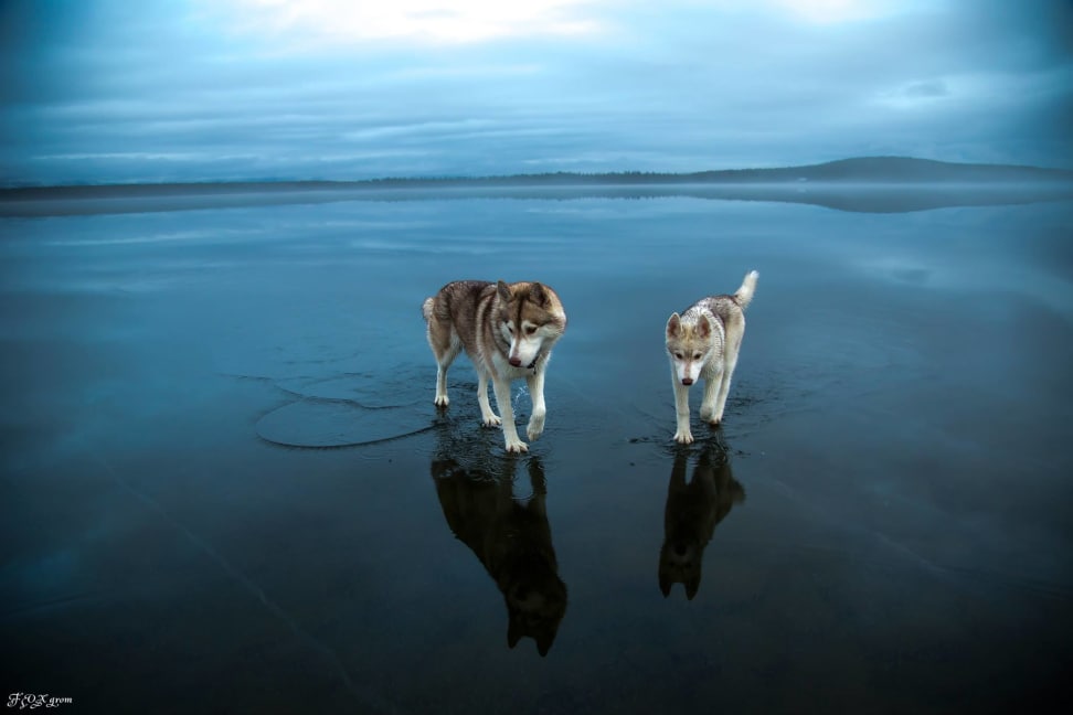 Huskies-Walking-On-Water-12.jpg