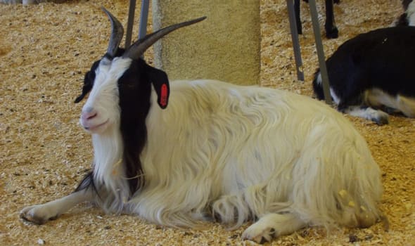 angora-goat.jpg