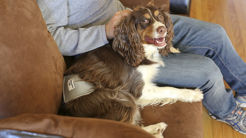 Dog in a reusable diaper