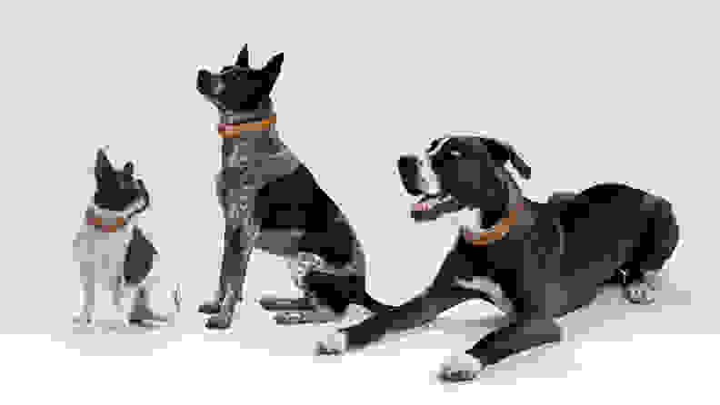 Three beautiful dogs model the Link GPS Smart Collar.