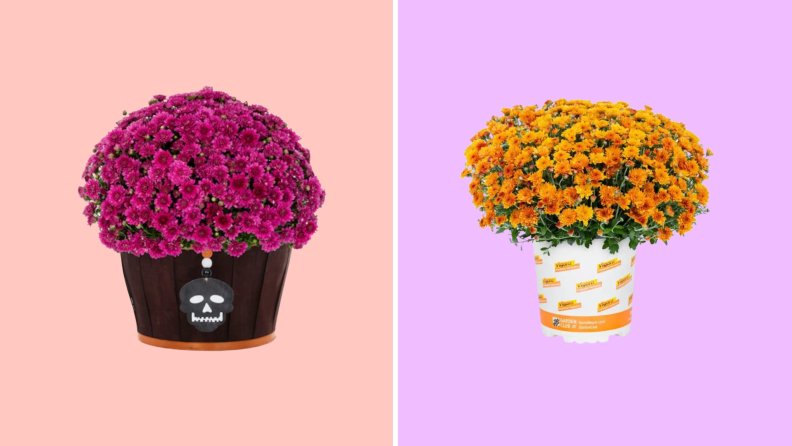 Split image of purple chrysanthemums from Lowe's and orange chrysanthemums from The Home Depot.