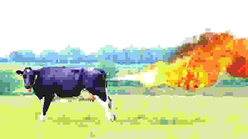 Methane is one of the most potent greenhouse gases, and comes in part from the guts of grazing animals like cows.