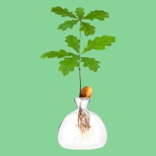 Product image of Yorseek Acorn Sprouting Seed Starter Planter Vase