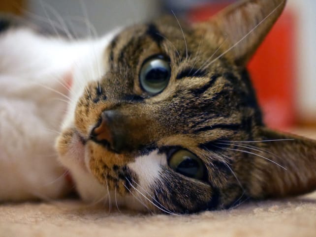 Cat Just Chillin