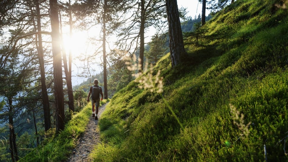 A man hiking on a very green, sunny trail