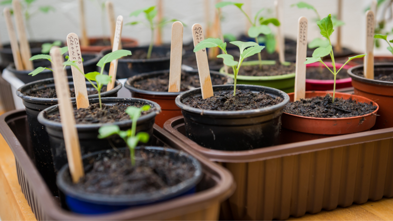 Seedlings growing in pots